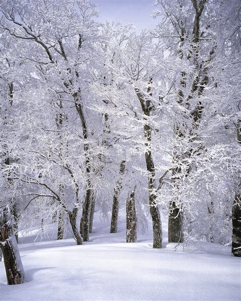 Foto gratuita di alberi, bianco, bianco come la neve, boschi, carta da ...