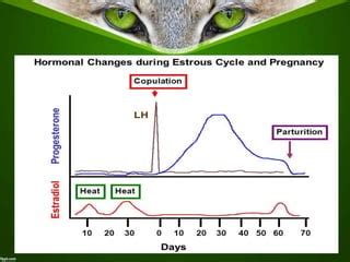 Estrus cycle of cat family | PPT