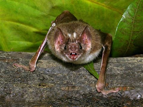 The Curious, Bloody Lives of Vampire Bats | Hyrax