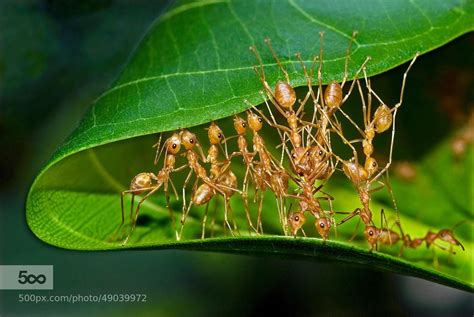 Photograph Weaver ants mending nest_P.Karunakaran by Karunakaran ...