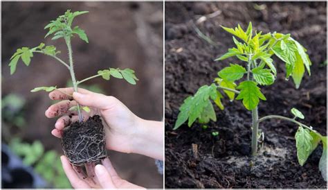 8 Steps To Transplant Tomato Plants The Right Way - Tomato Bible