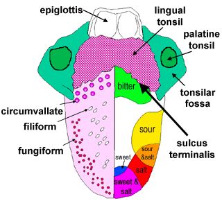 Filiform Papillae White