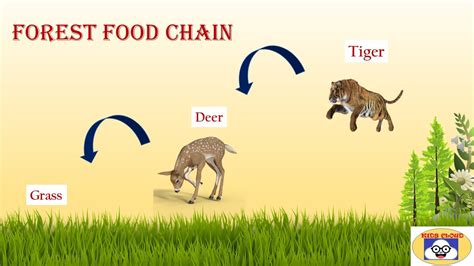 Examples Of Food Chains | Forest Food Chain | Grassland Food Chain ...