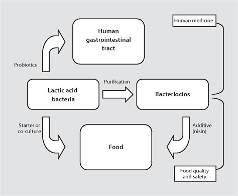 LACTIC ACID BACTERIA | Semantic Scholar