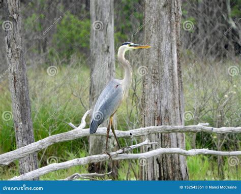 Great Blue Heron in Natural Habitat Stock Image - Image of standing ...