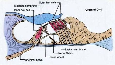 The Organ of Corti The organ of Corti is attached to the basilar ...