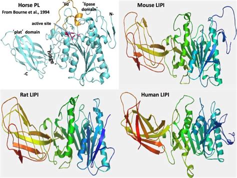 Tertiary structure for horse pancreatic lipase (PL) and predicted ...