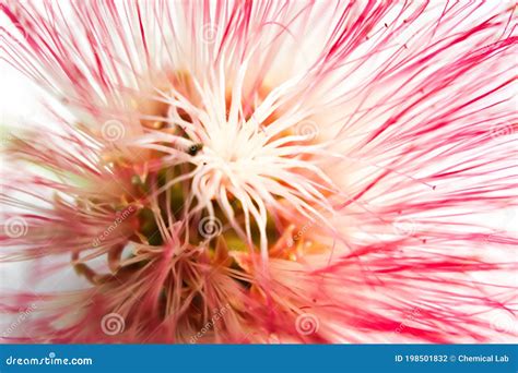 Samanea saman stock photo. Image of delicious, flower - 198501832