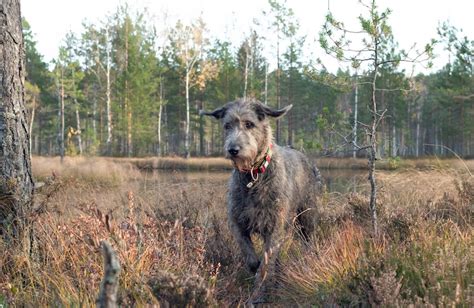 Training and obedience tips for the large and protective Irish ...