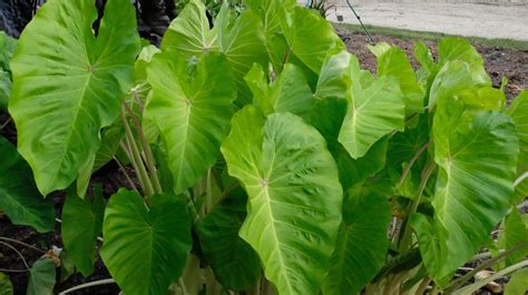 JLBG: Colocasia esculenta 'Maui Gold' PP 24,482