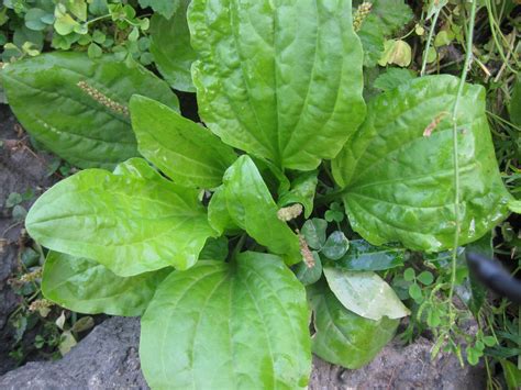 Edible Plant Guide to Tacony Creek Park: Broadleaf Plantain - TTF Watershed