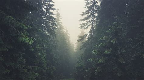 HD wallpaper: Tatra Mountains, forest, trees, pine trees, Slovakia ...