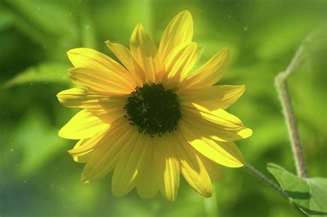 Bright Sunflower Photograph by Startasha Lopez - Fine Art America