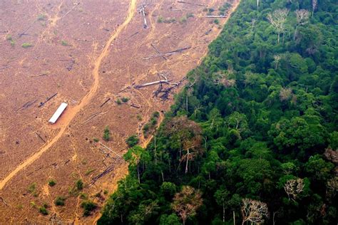 Why deforestation means less rain in tropical forests : NPR