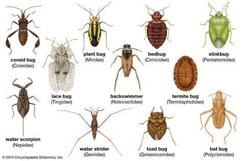 Insects And Bugs With Names