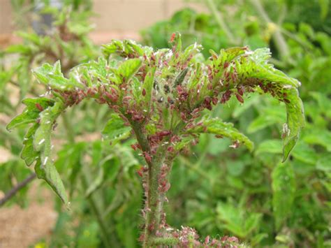 Integrated Pest Management in the School Garden | School Garden Weekly