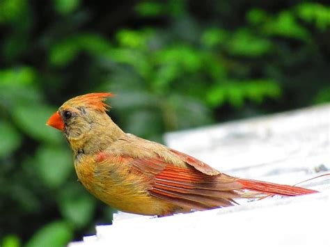 Female Red Cardinal Photograph by Trina Mullennax - Fine Art America