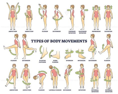 Body movement types with medical physical motion explanation outline ...