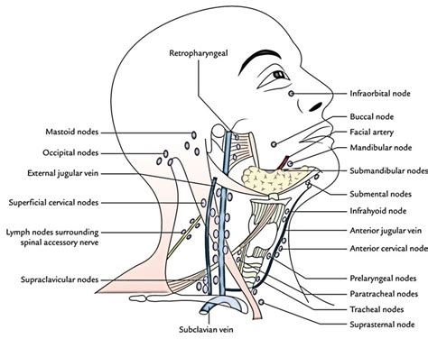 Lymph Nodes In Neck Location Diagram