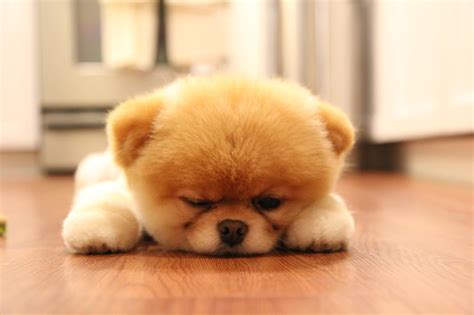 teddy bear pomeranian - Google Search | Kæledyr, Funny, Youtube