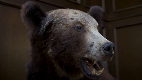 Stuffed Brown Bear Trophy In Hunter's House Stock Footage SBV-347772009 ...