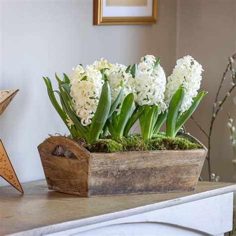 Hyacinths in Wooden Planter | Sarah Raven