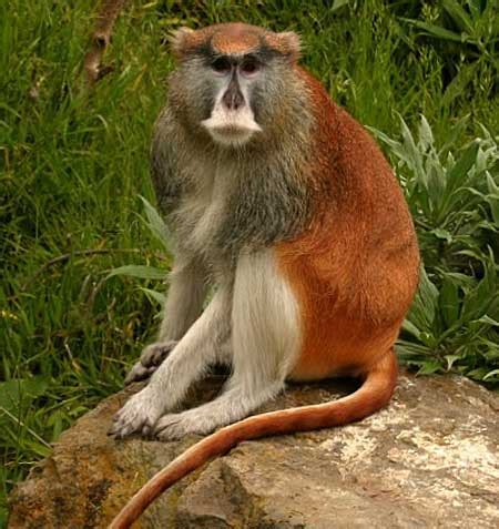 Patas Monkey - Fastest on the Ground | Animal Pictures and Facts ...