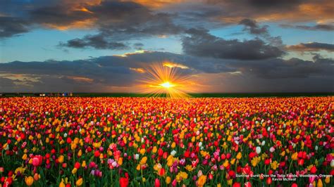 Download Sun Sunset Field Colorful Colors Flower Nature Tulip HD ...