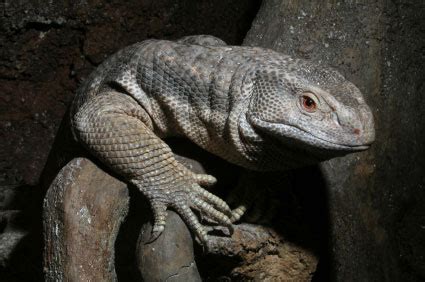 Xenophilia (True Strange Stuff): Three new monitor lizard species ...