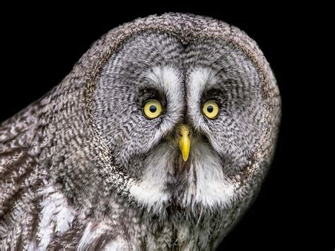 Great Grey Owl | Animals | All Things Wild