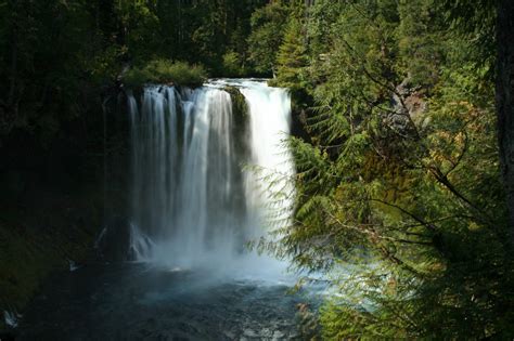 Best Hikes in Willamette National Forest (OR) - Trailhead Traveler