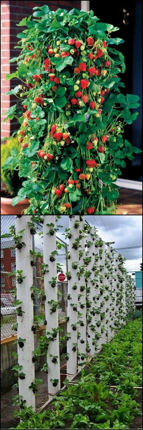 47 best images about Vertical Gardens on Pinterest | Gardens ...