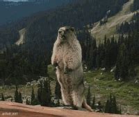 Beaver GIFs - Get the best gif on GIFER