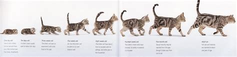 Love Kuching Project @luvkuching - kitten adoption, rescue, TNR: How to ...