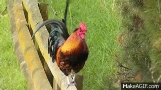 Rooster Crowing Compilation - Rooster Sound Effect on Make a GIF