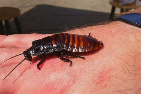 Madagascar Hissing Cockroach Size