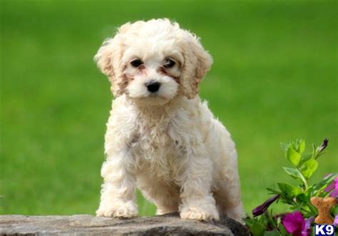 Mixed Breed Puppy for Sale: Kayla - Female Cockapoo 10 Years old