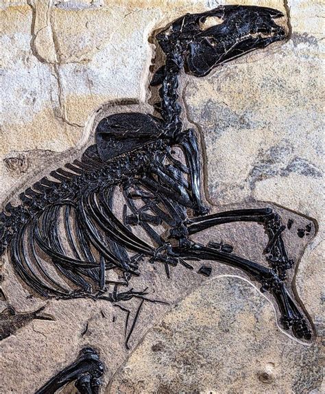 bijoux-et-mineraux: “Fossil Dawn Horse (Protorohippus venticolus, Early ...