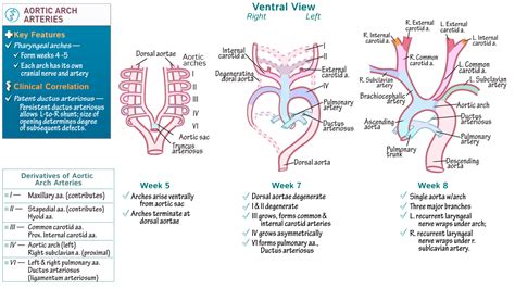 Embryology Fundamentals: Aortic Arches | ditki medical & biological ...