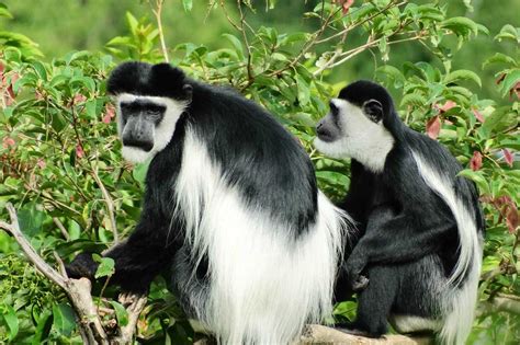 Facts about Black & White Colobus Monkeys in Nyungwe Forest