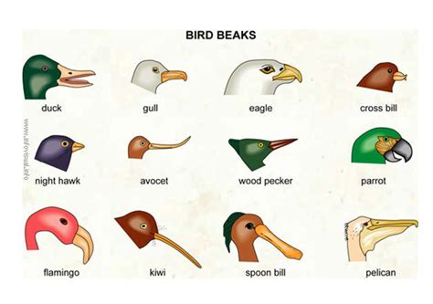 Bird Beaks Investigate How Different Types Of Beaks Are - Lesson Plans ...