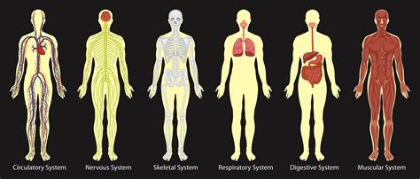 Organ Anatomy Drawing : Organs Diagrams | Efferisect