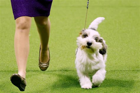 Meet Buddy Holly, the Pup That Just Won Best in Show at the Westminster ...