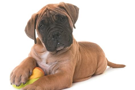 9 Reasons to Love Bullmastiffs