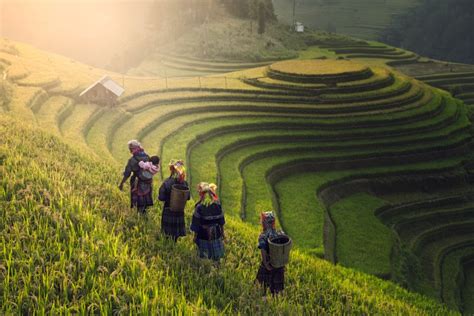 Vietnamese farmers walking over rice paddy field - Luxe Voyage Asia