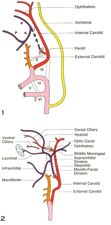 Middle Meningeal Artery