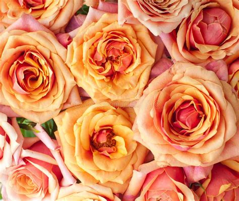 Orange and pink roses stock image. Image of anniversary - 26035031