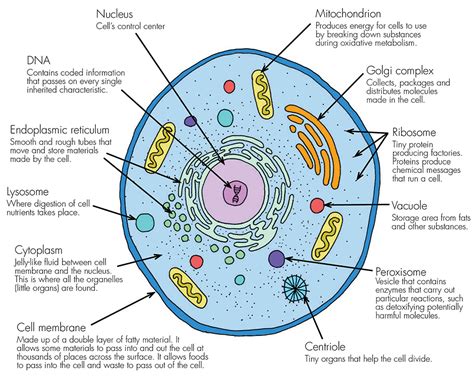 Cells - Haleo