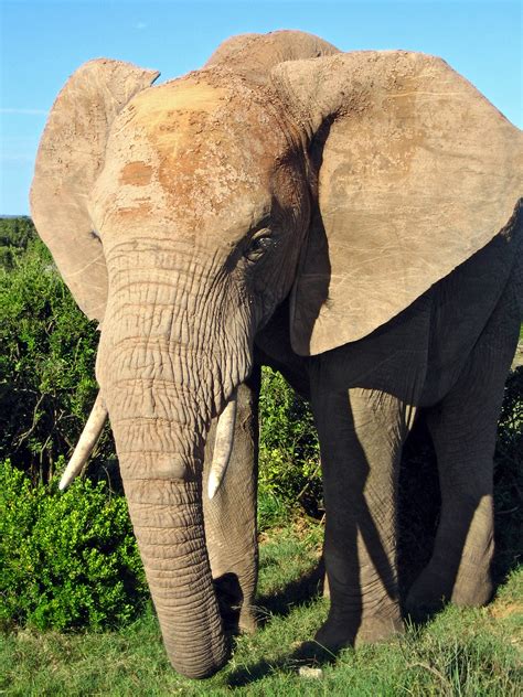 File:African Elephant.jpg - Wikipedia