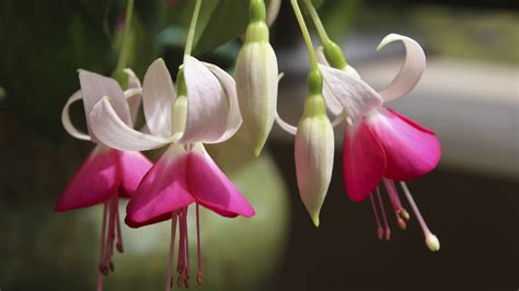 Fuchsia | San Diego Zoo Animals & Plants